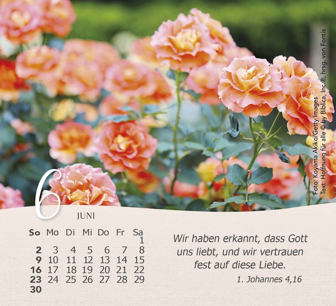 Rosen 2024 - Tischkalender Rosen 2024 - Tischkalender