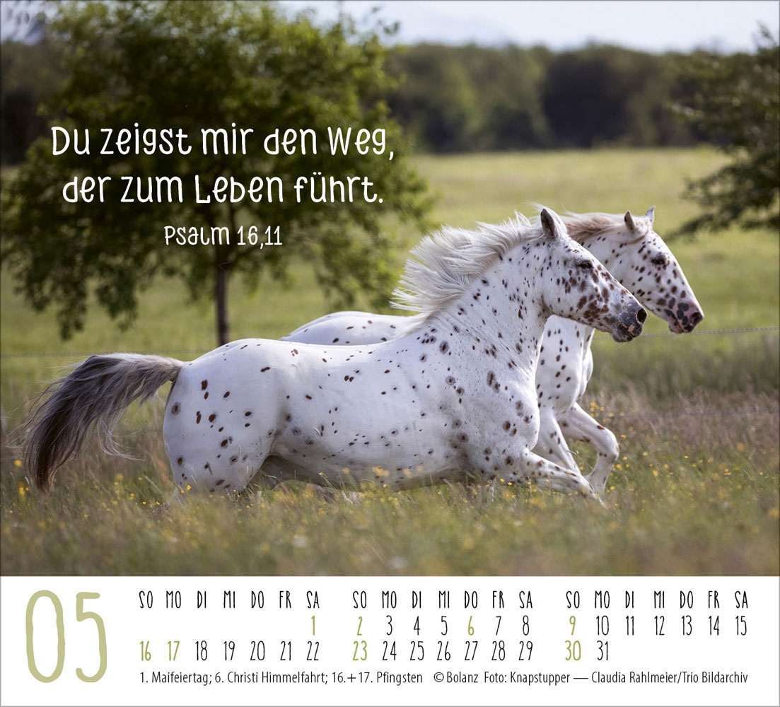 Pferde 2027 - Minikalender