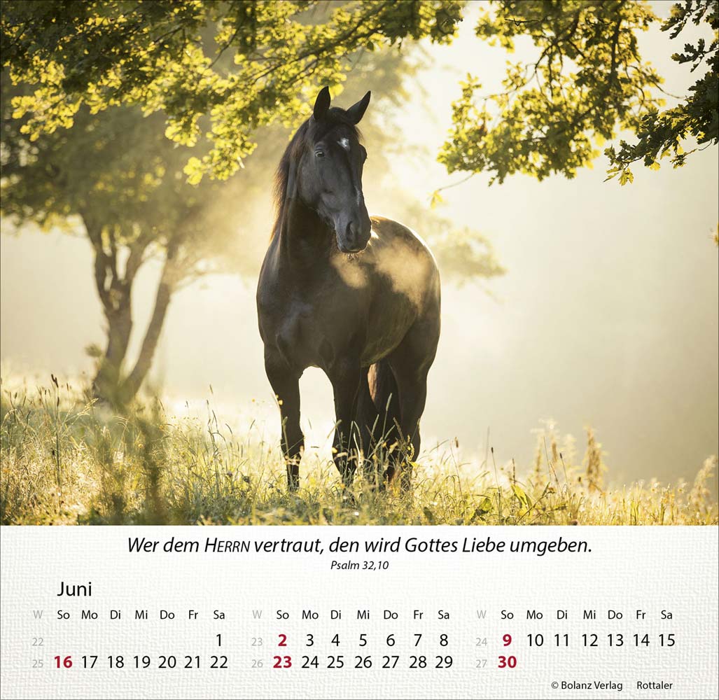 Pferde 2024 - Tischkalender Pferde 2024 - Tischkalender