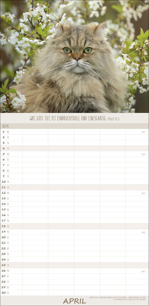 Familienplaner Katzen - 2027