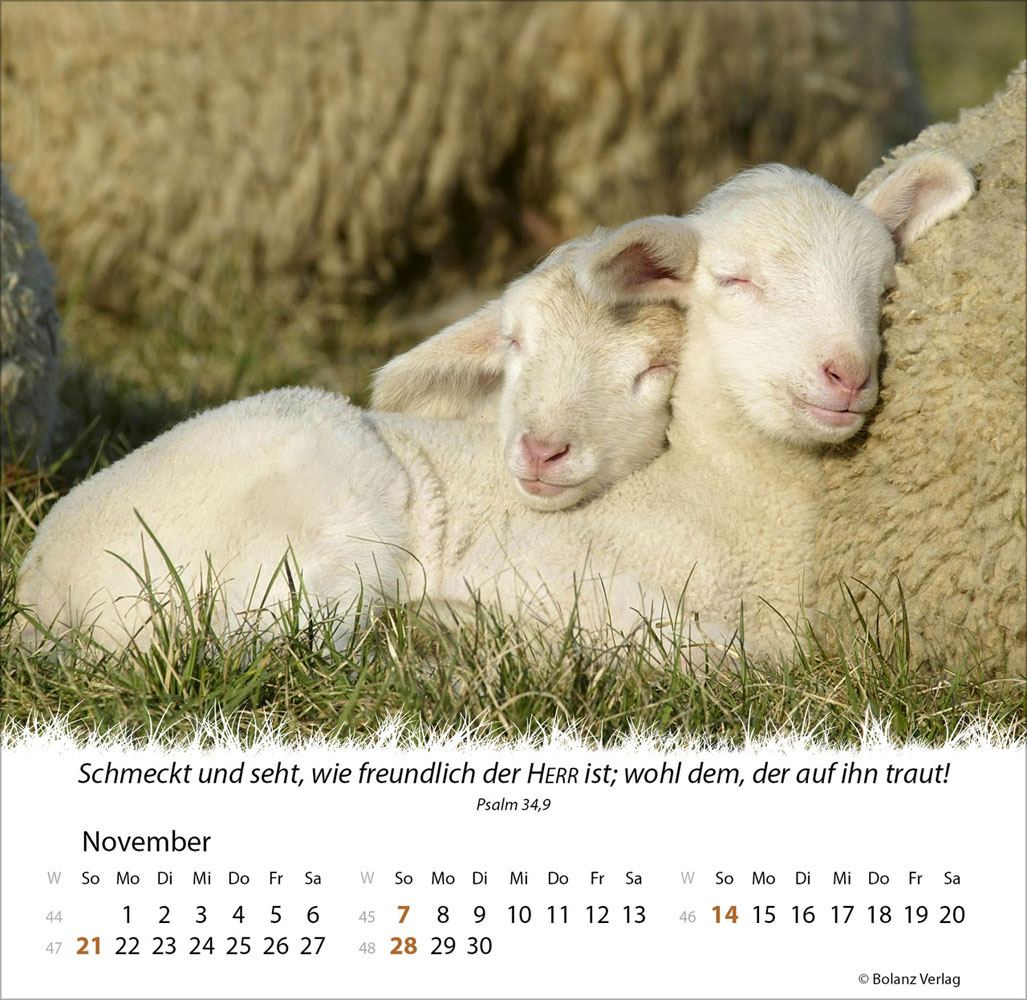 Ein Leben für die Schafe 2027 - Verteilkalender