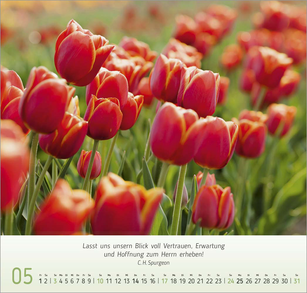 Impressionen Blumen 2026