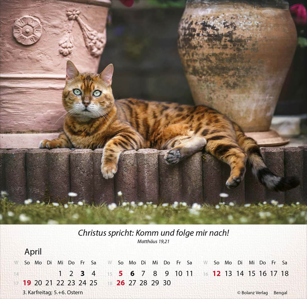 Katzen 2026 - Tischkalender Katzen 2026 - Tischkalender