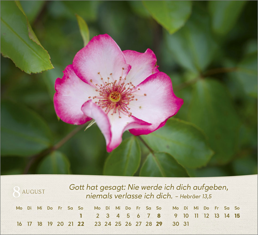 Rosen 2027 - Tischkalender