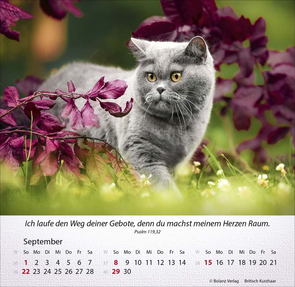 Katzen 2024 - Tischkalender Katzen 2024 - Tischkalender
