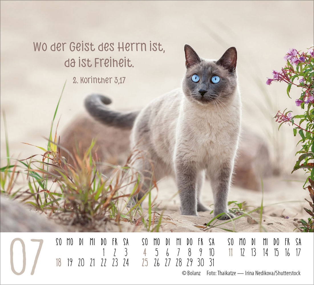 Katzen 2027 - Minikalender