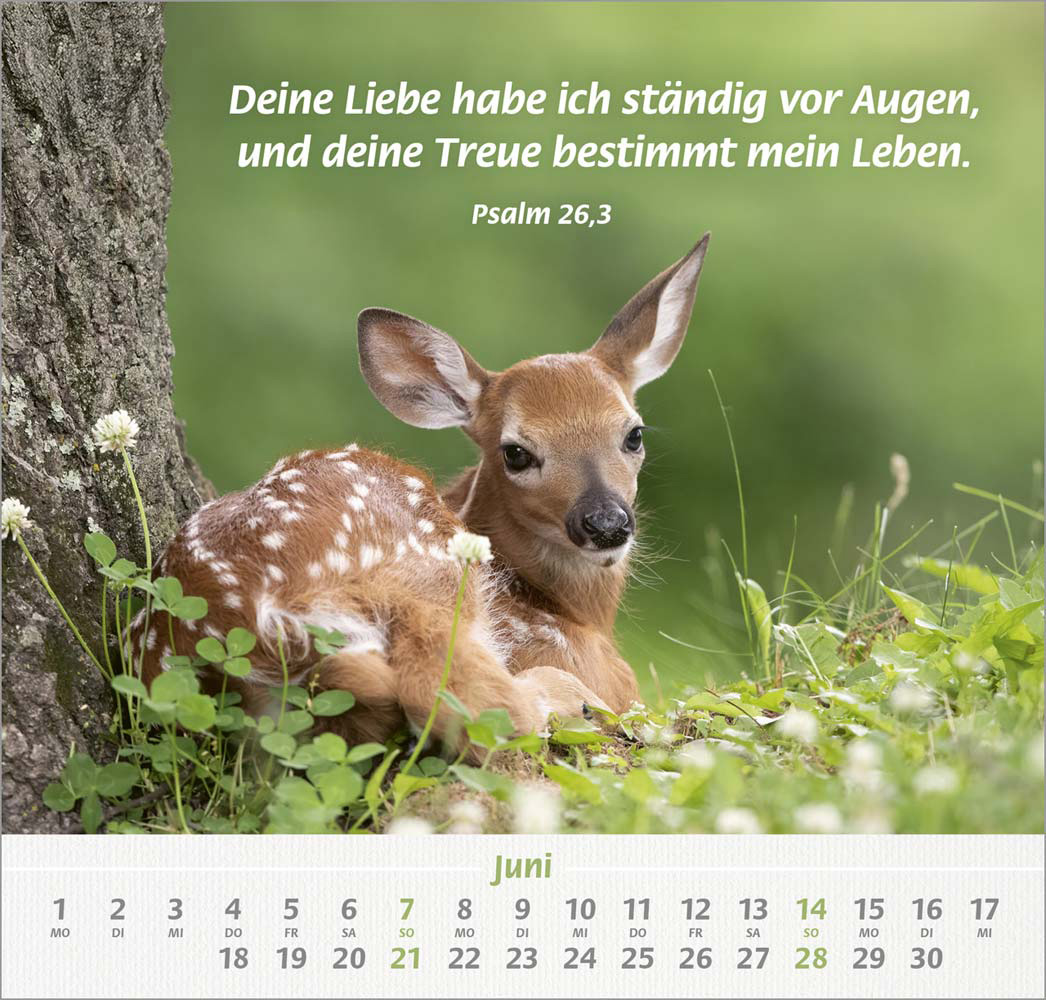 Ich hab dich gern 2026 - Wandkalender