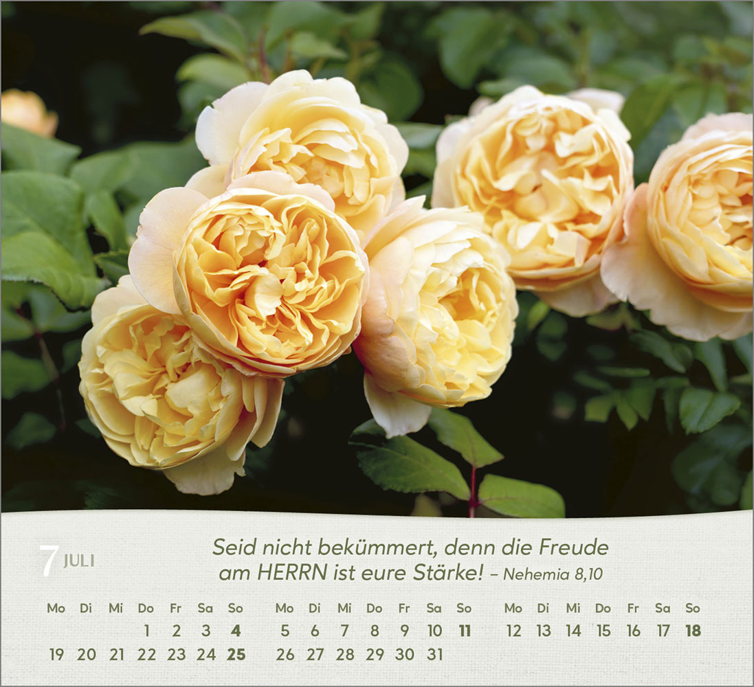 Rosen 2027 - Tischkalender