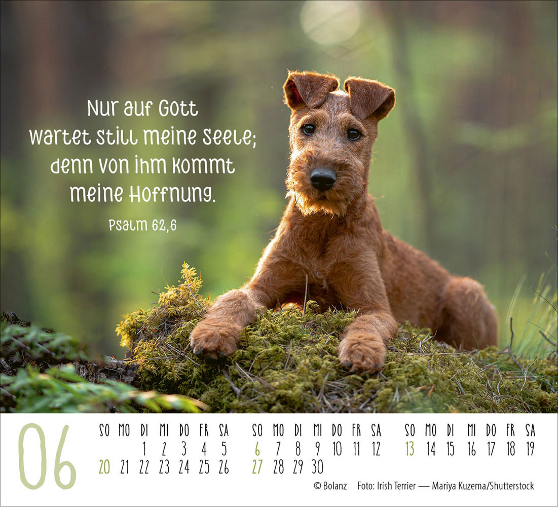 Hunde 2027 - Minikalender