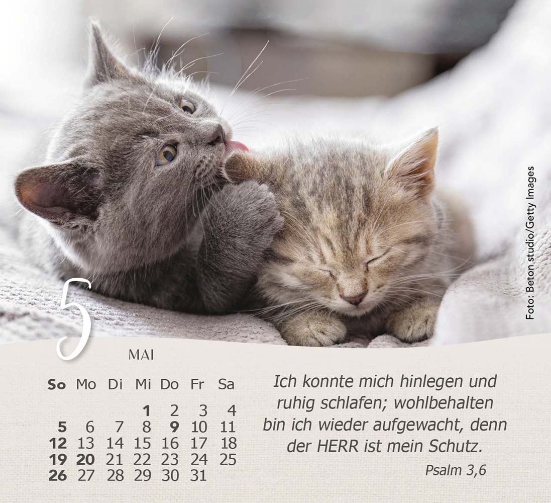 Katzen 2024 - Tischkalender Katzen 2024 - Tischkalender