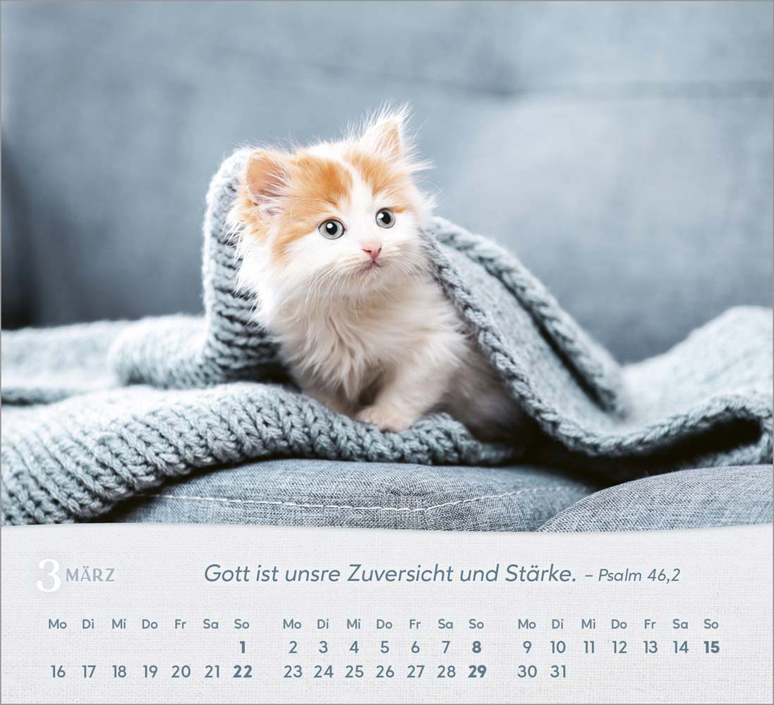 Katzen 2026 - Tischkalender