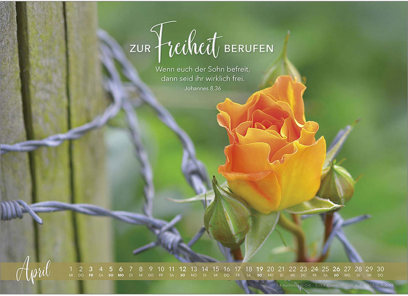 Die Liebe bleibt 2026 - Wandkalender