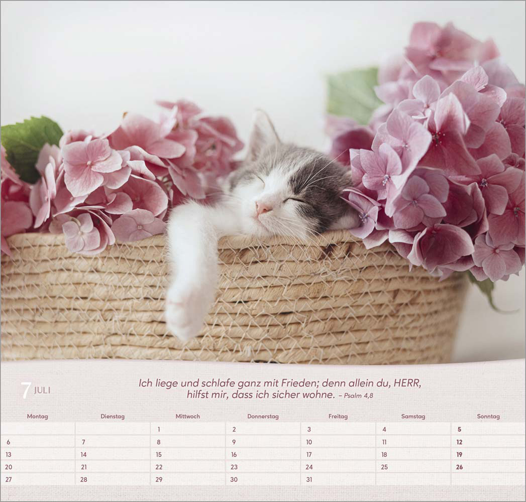 Katzen 2026 - Wandkalender