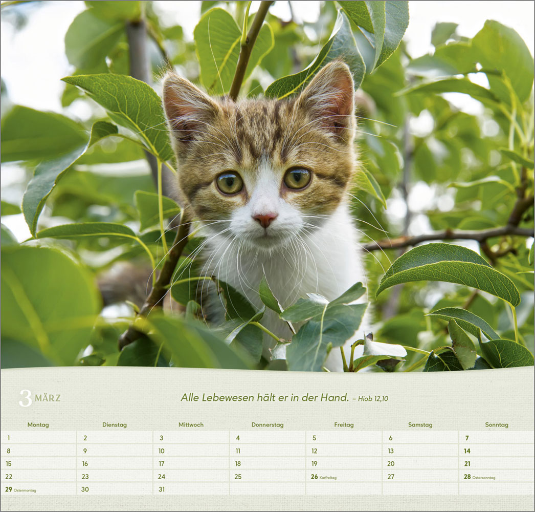 Katzen 2027 - Wandkalender