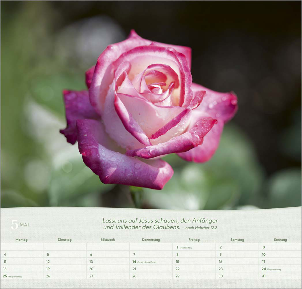 Rosen 2026 - Wandkalender