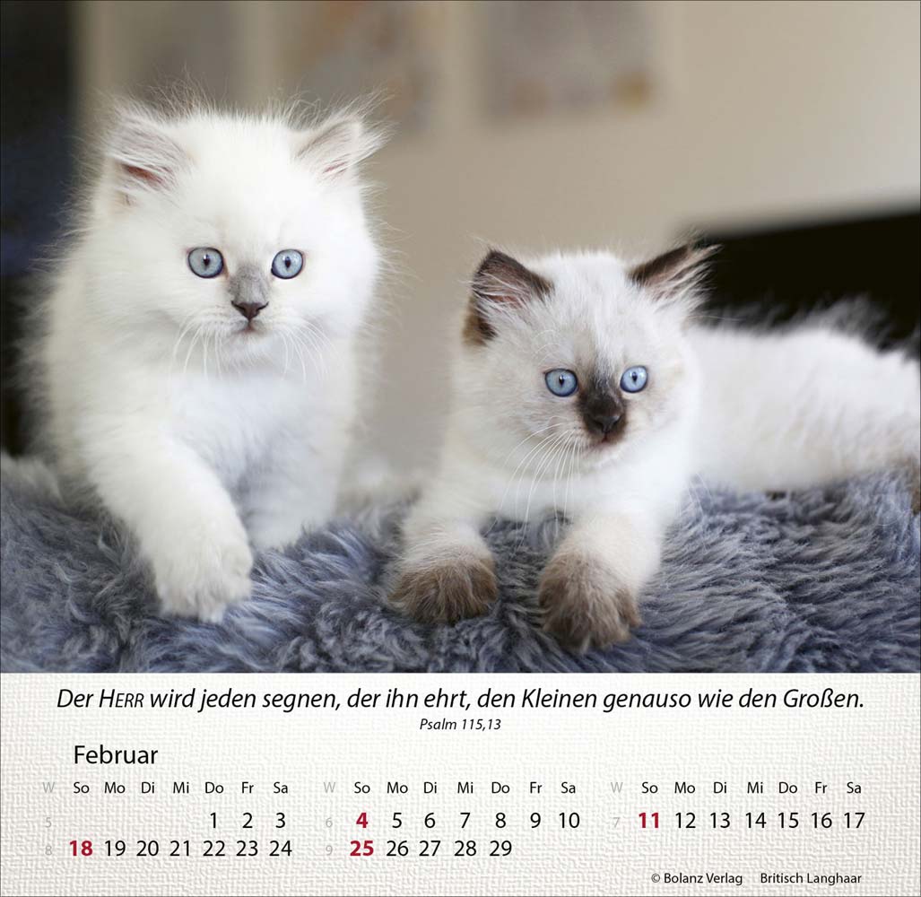 Katzen 2024 - Tischkalender Katzen 2024 - Tischkalender