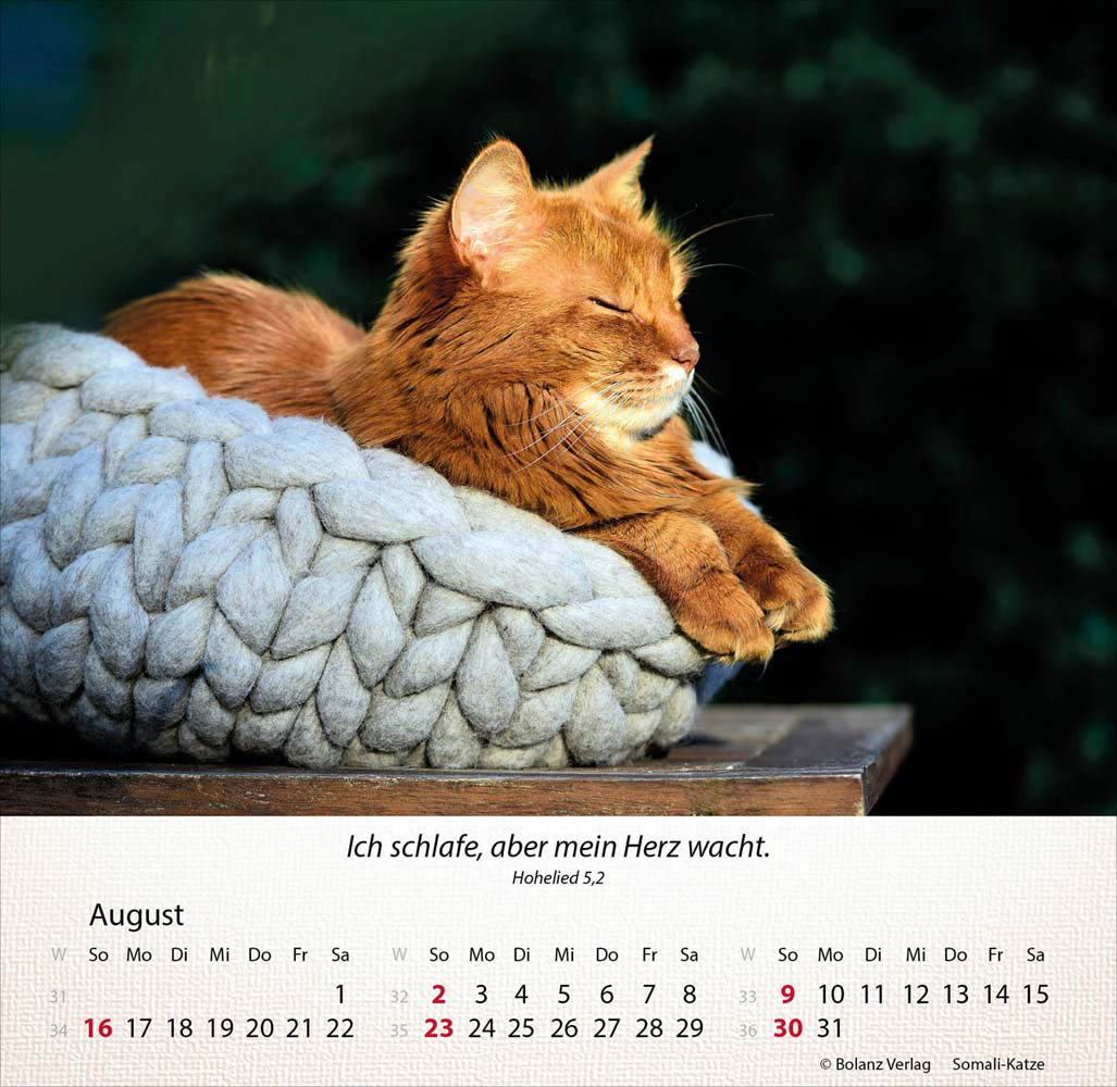 Katzen 2026 - Tischkalender Katzen 2026 - Tischkalender