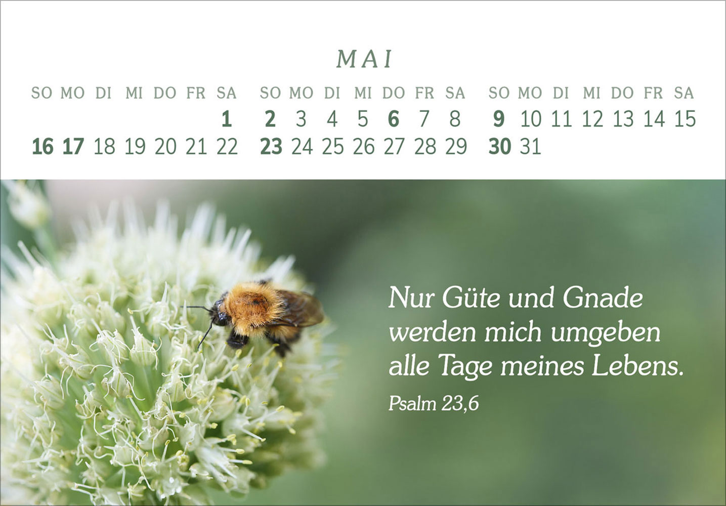 Das Geschenk der Freude 2027