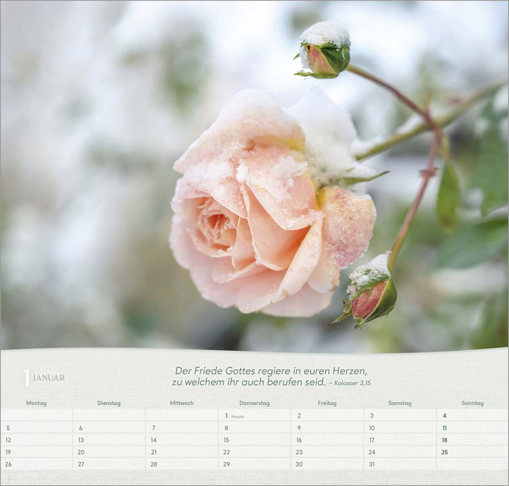 Rosen 2026 - Wandkalender