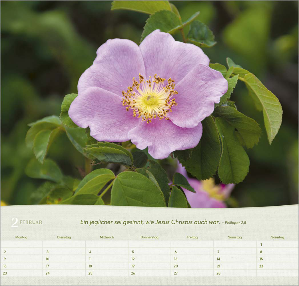 Rosen 2026 - Wandkalender