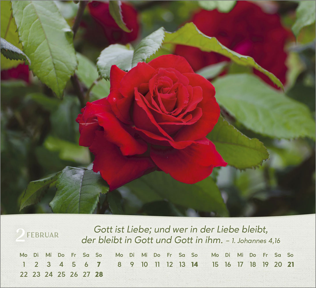 Rosen 2027 - Tischkalender