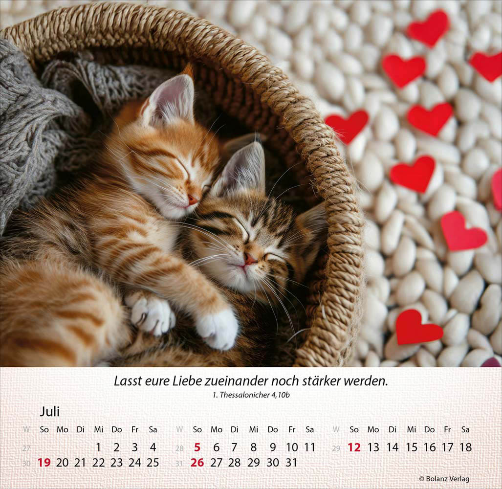 Katzen 2026 - Tischkalender Katzen 2026 - Tischkalender