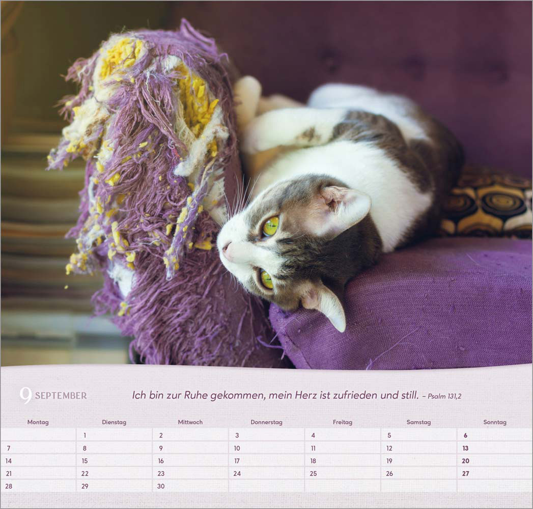 Katzen 2026 - Wandkalender