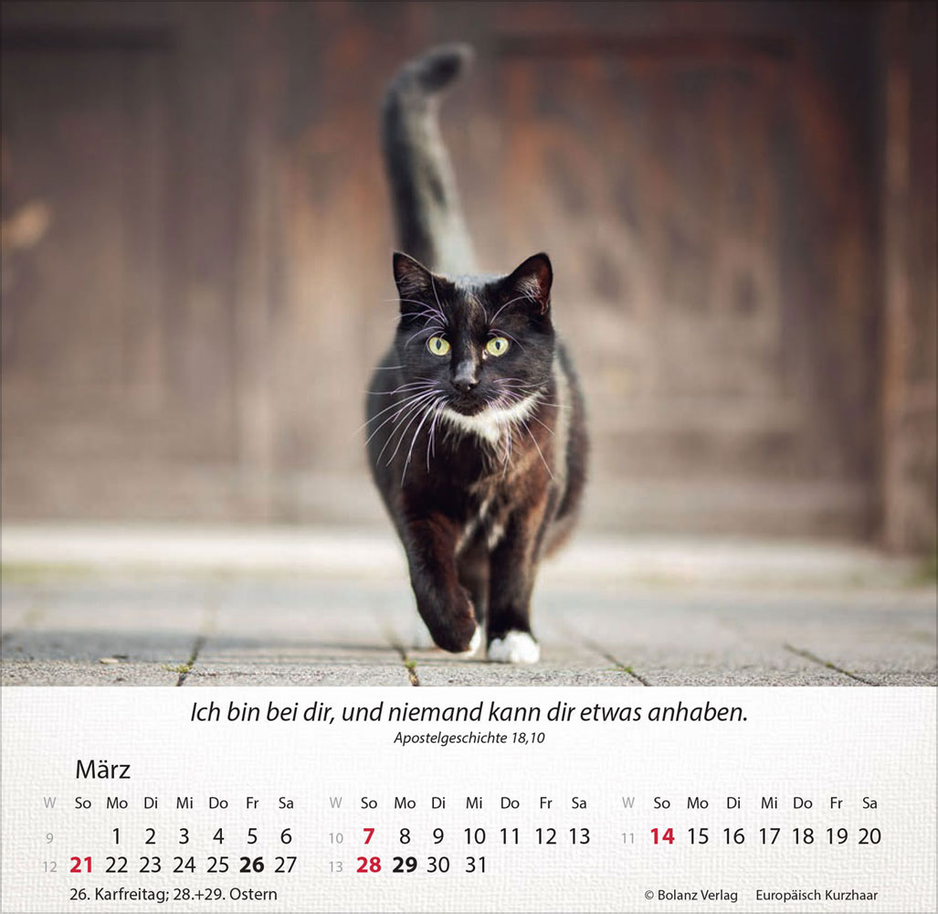 Katzen 2027 - Tischkalender