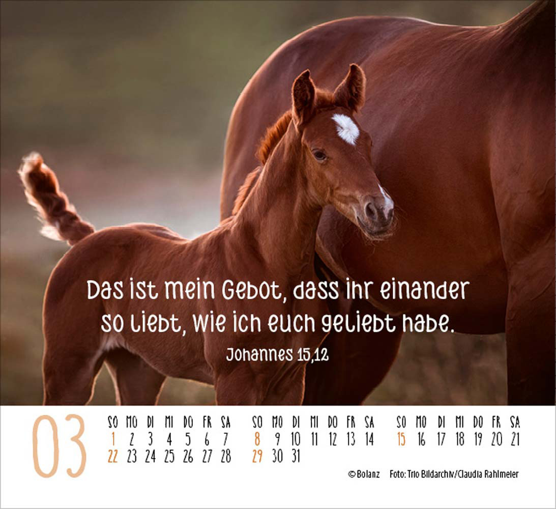 Pferde 2026 - Minikalender  