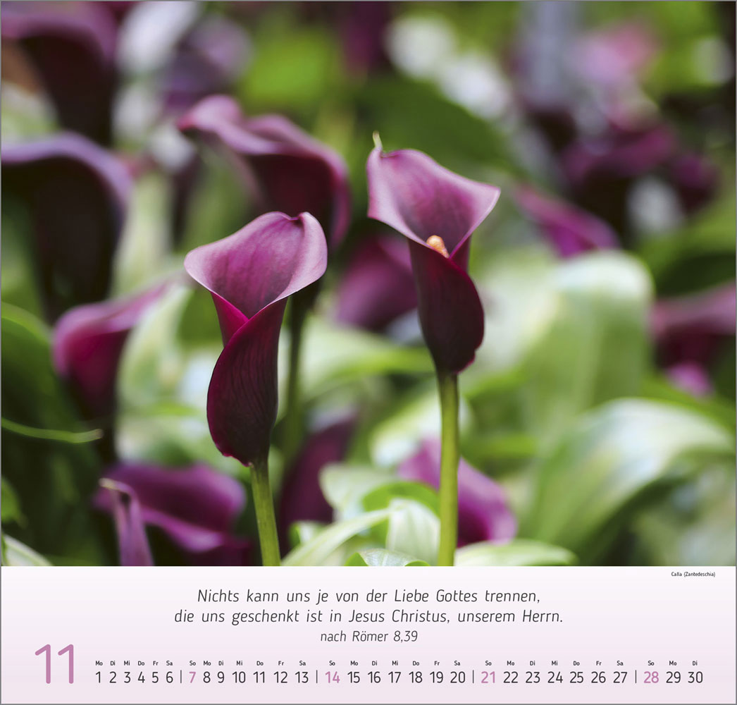 Impressionen Blumen 2027