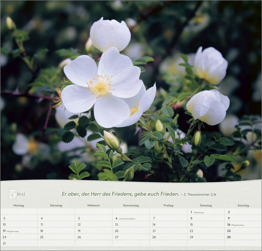 Rosen 2027 - Wandkalender