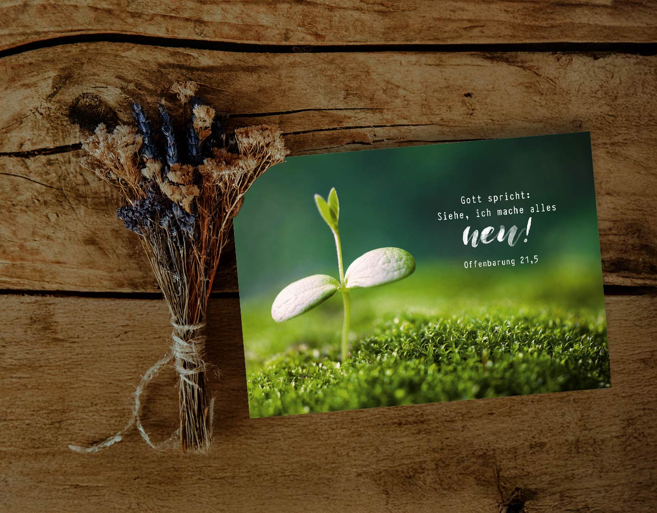 Postkarte "Jahreslosung 2026" (Pflanze)