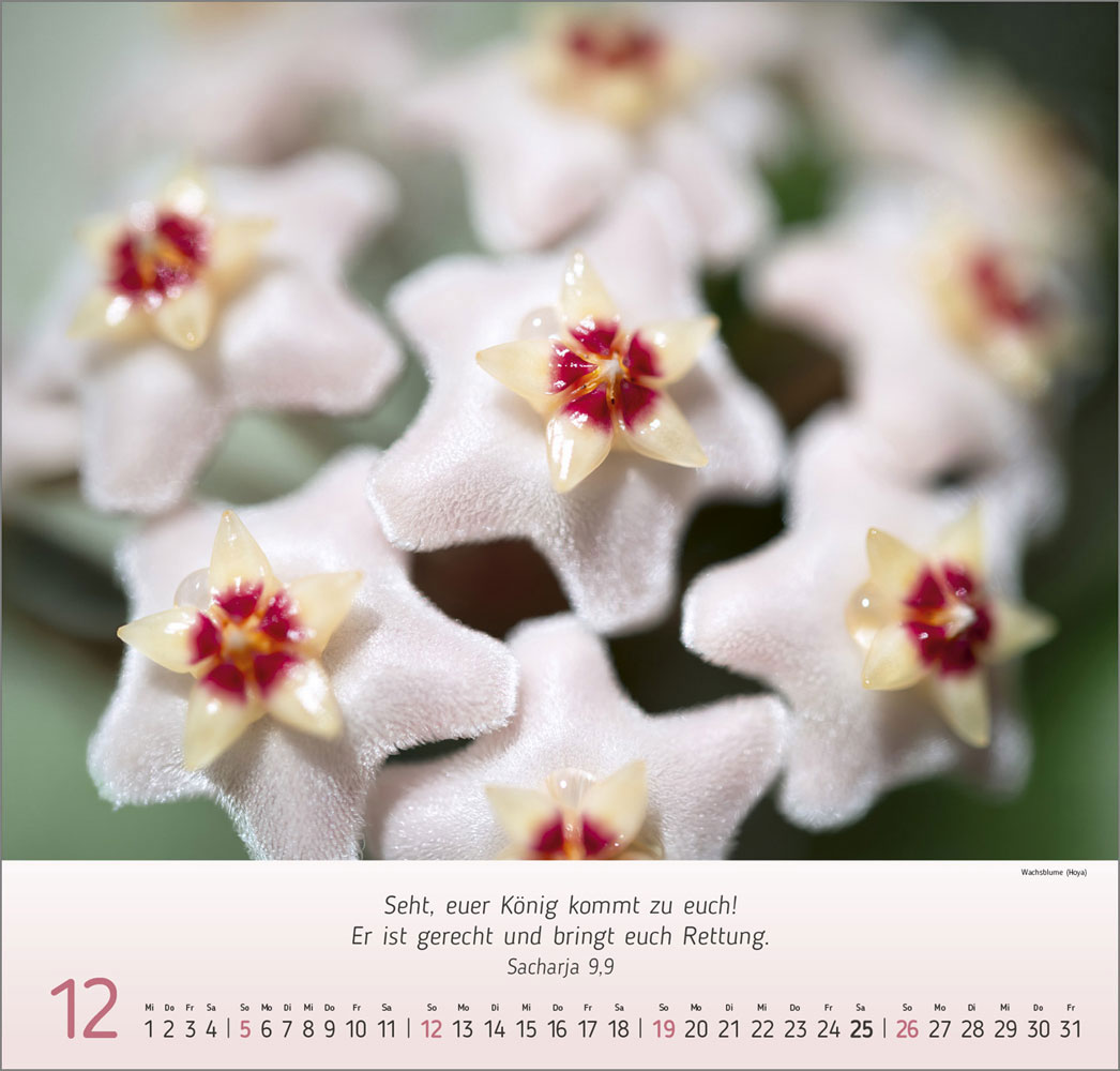 Impressionen Blumen 2027