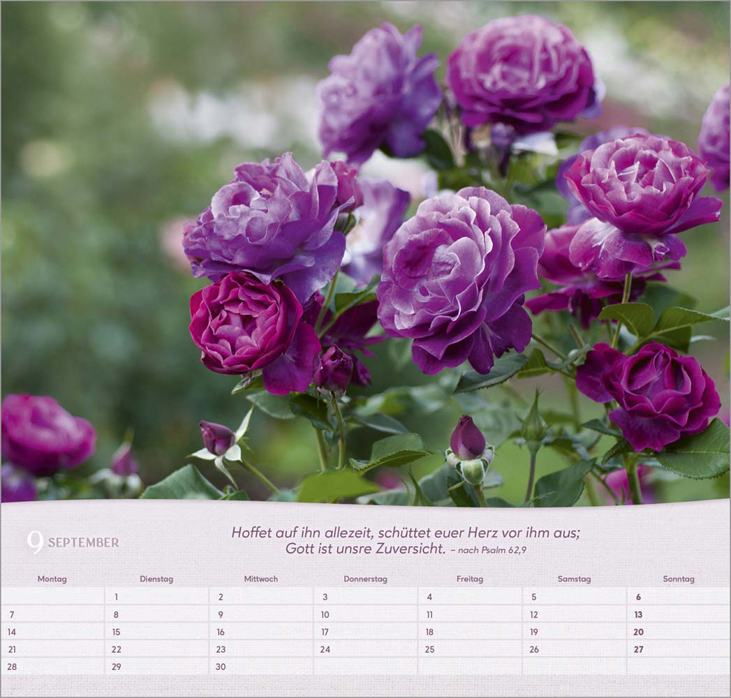 Rosen 2026 - Wandkalender