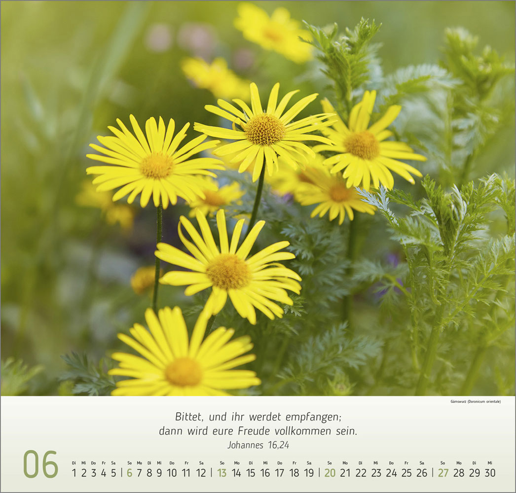 Impressionen Blumen 2027
