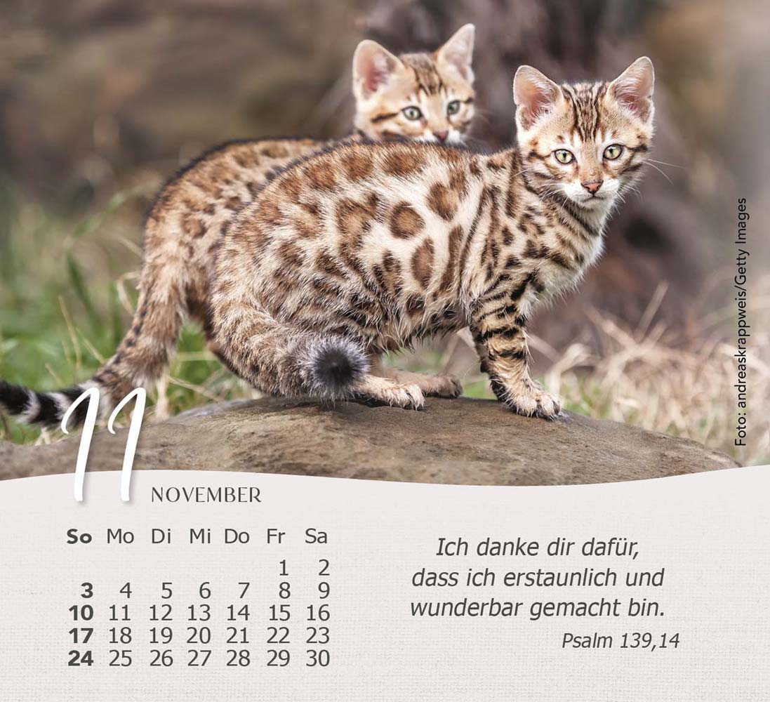 Katzen 2024 - Tischkalender Katzen 2024 - Tischkalender