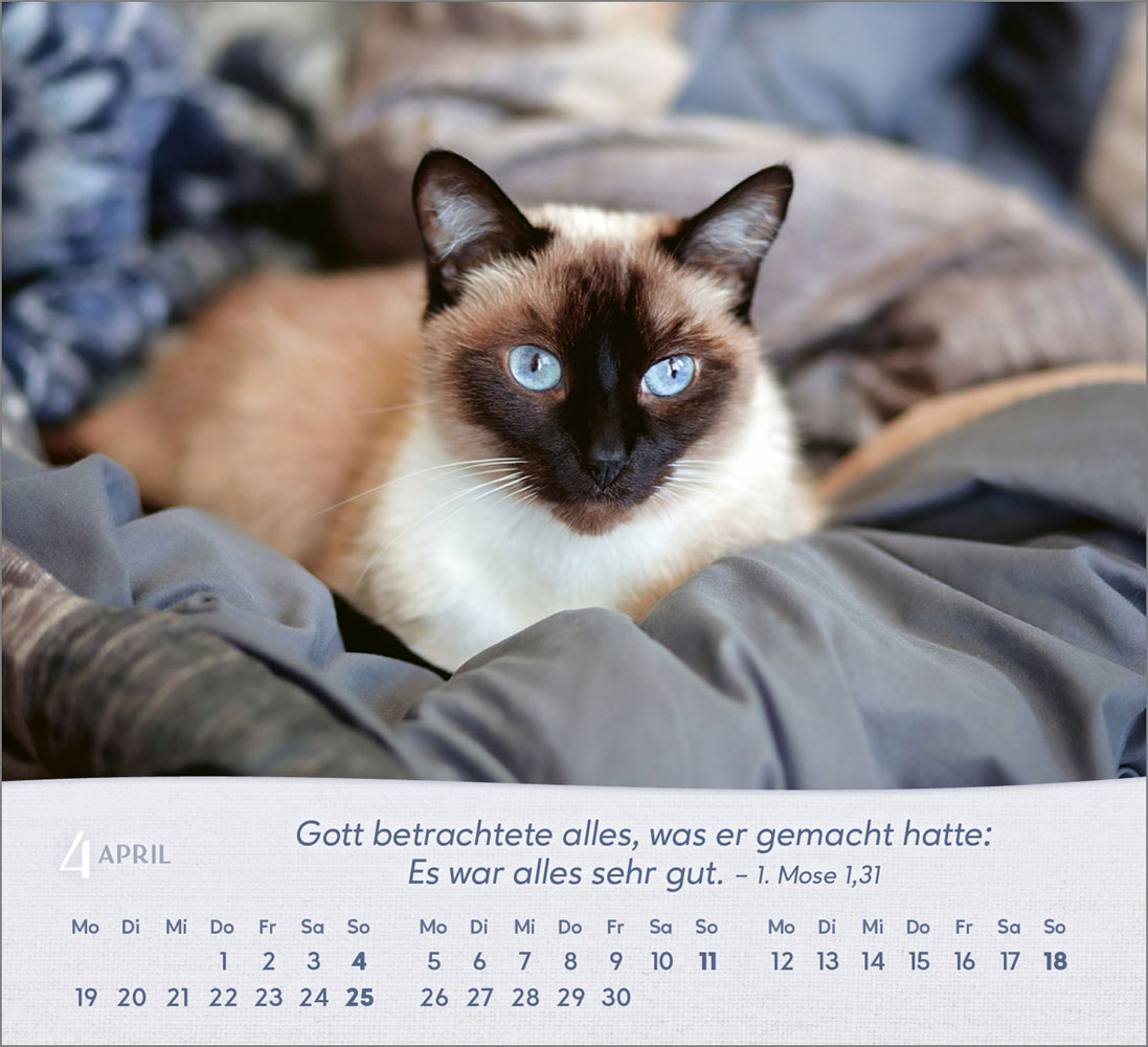 Katzen 2027 - Tischkalender