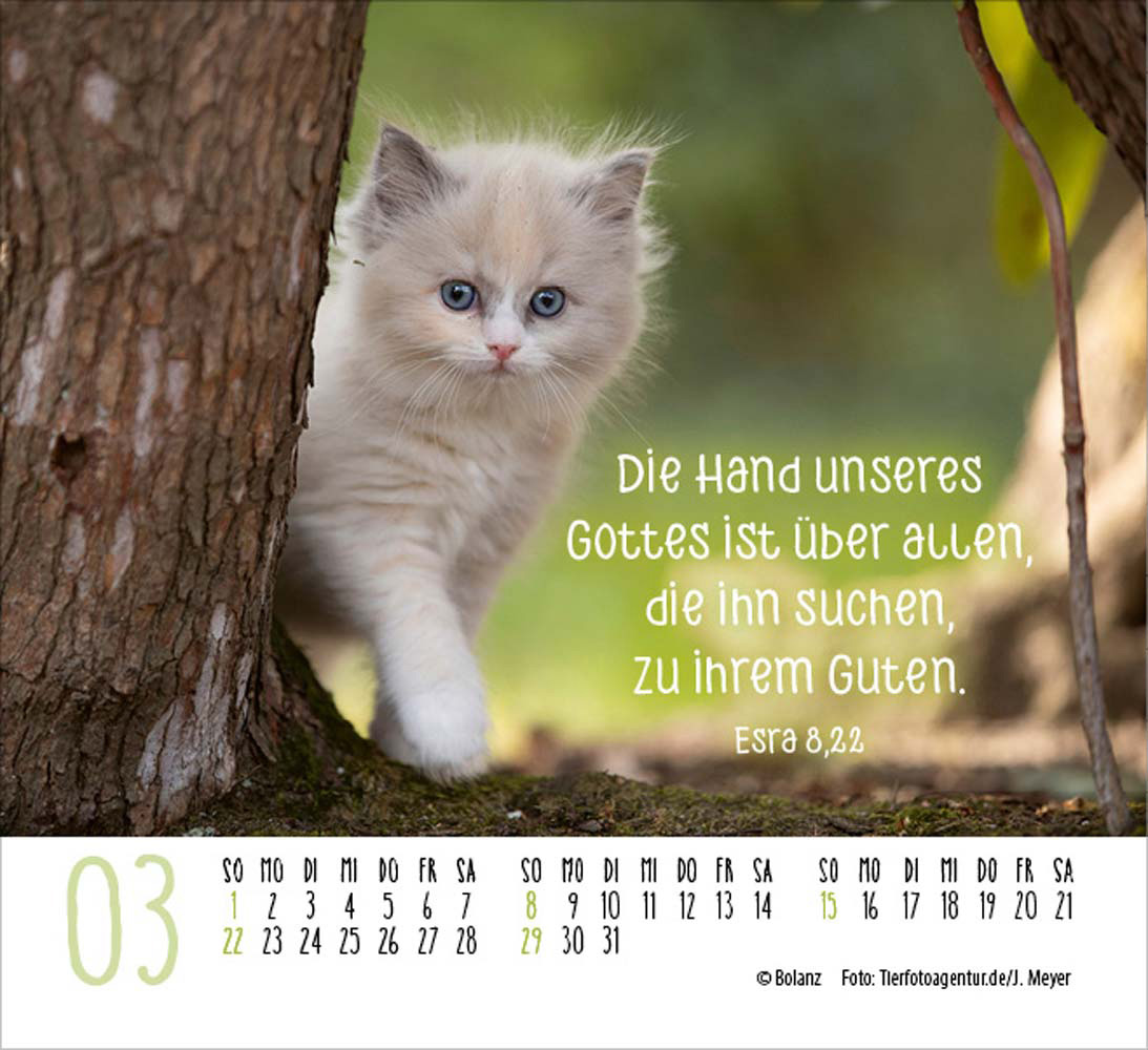 Katzen 2026 - Minikalender  