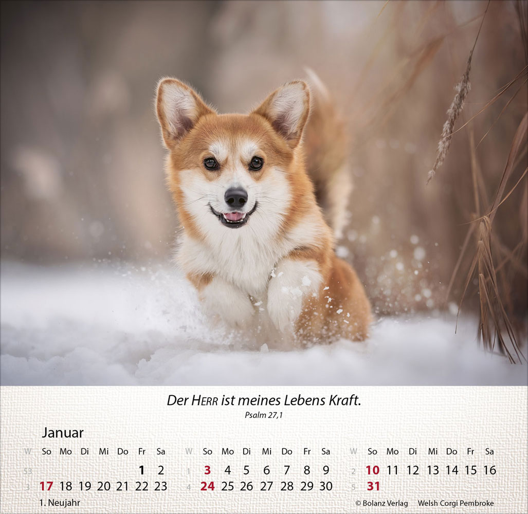 Hunde 2027 - Tischkalender