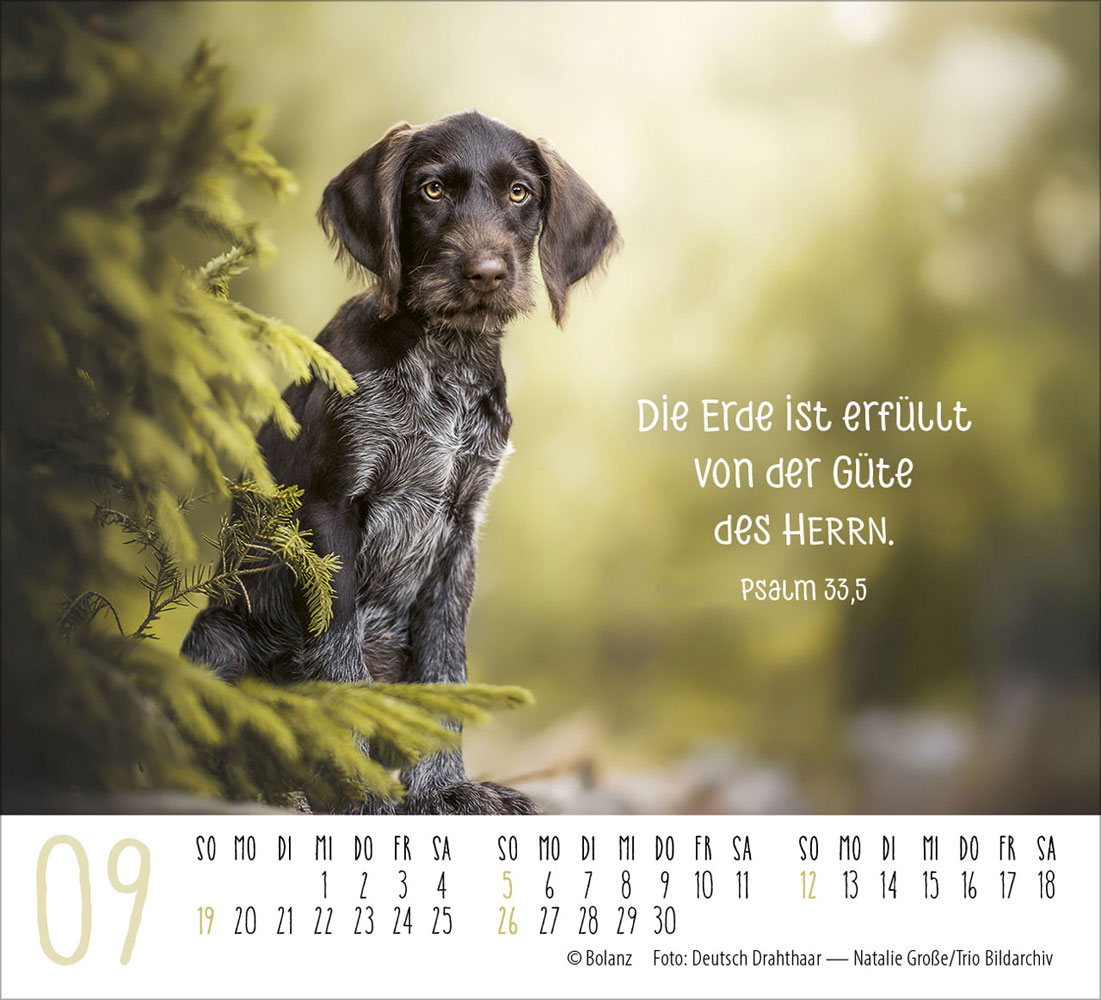 Hunde 2027 - Minikalender