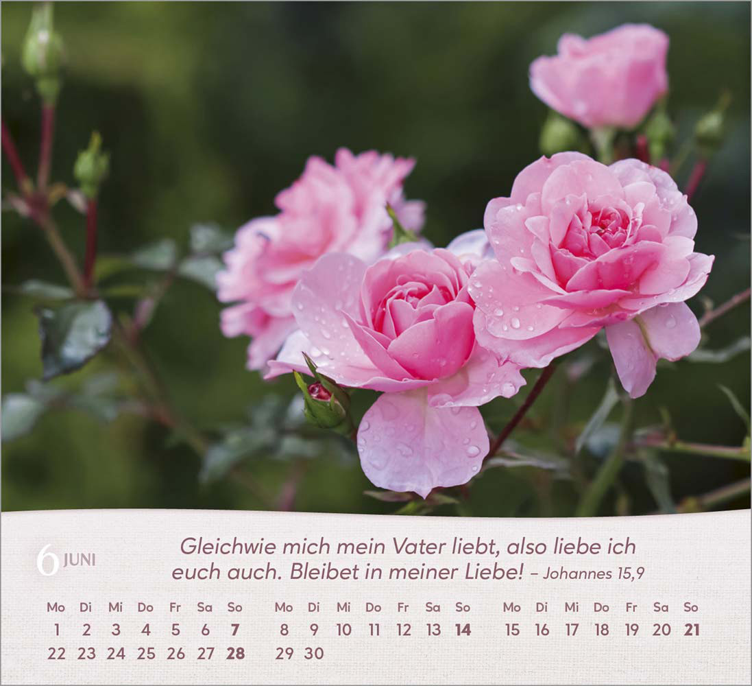 Rosen 2026 - Tischkalender
