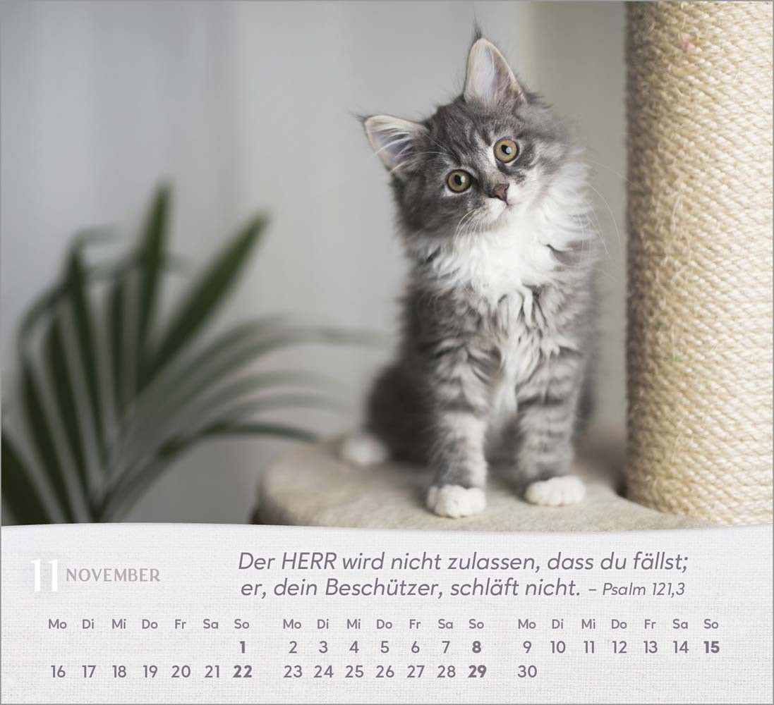 Katzen 2026 - Tischkalender