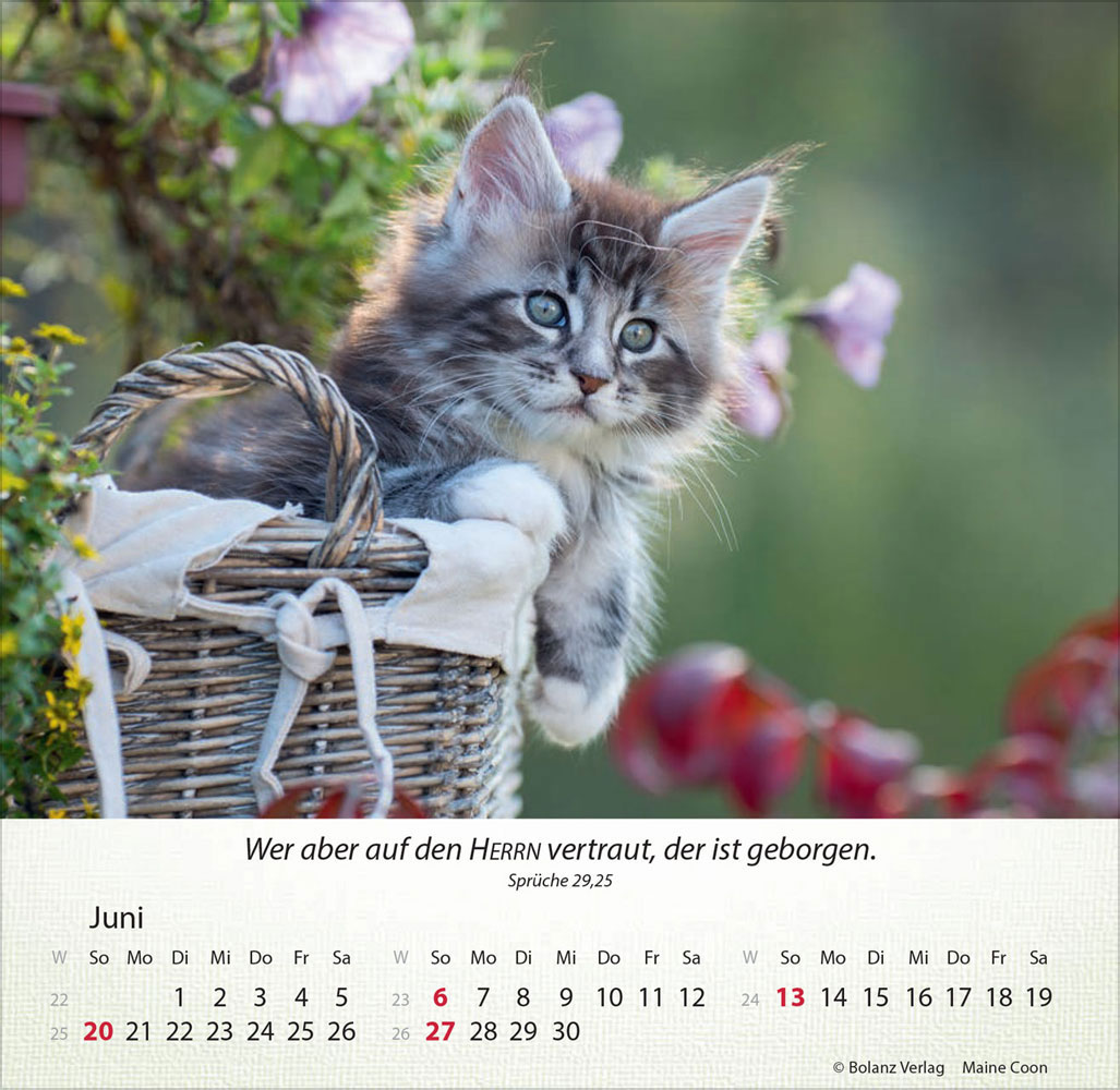 Katzen 2027 - Tischkalender