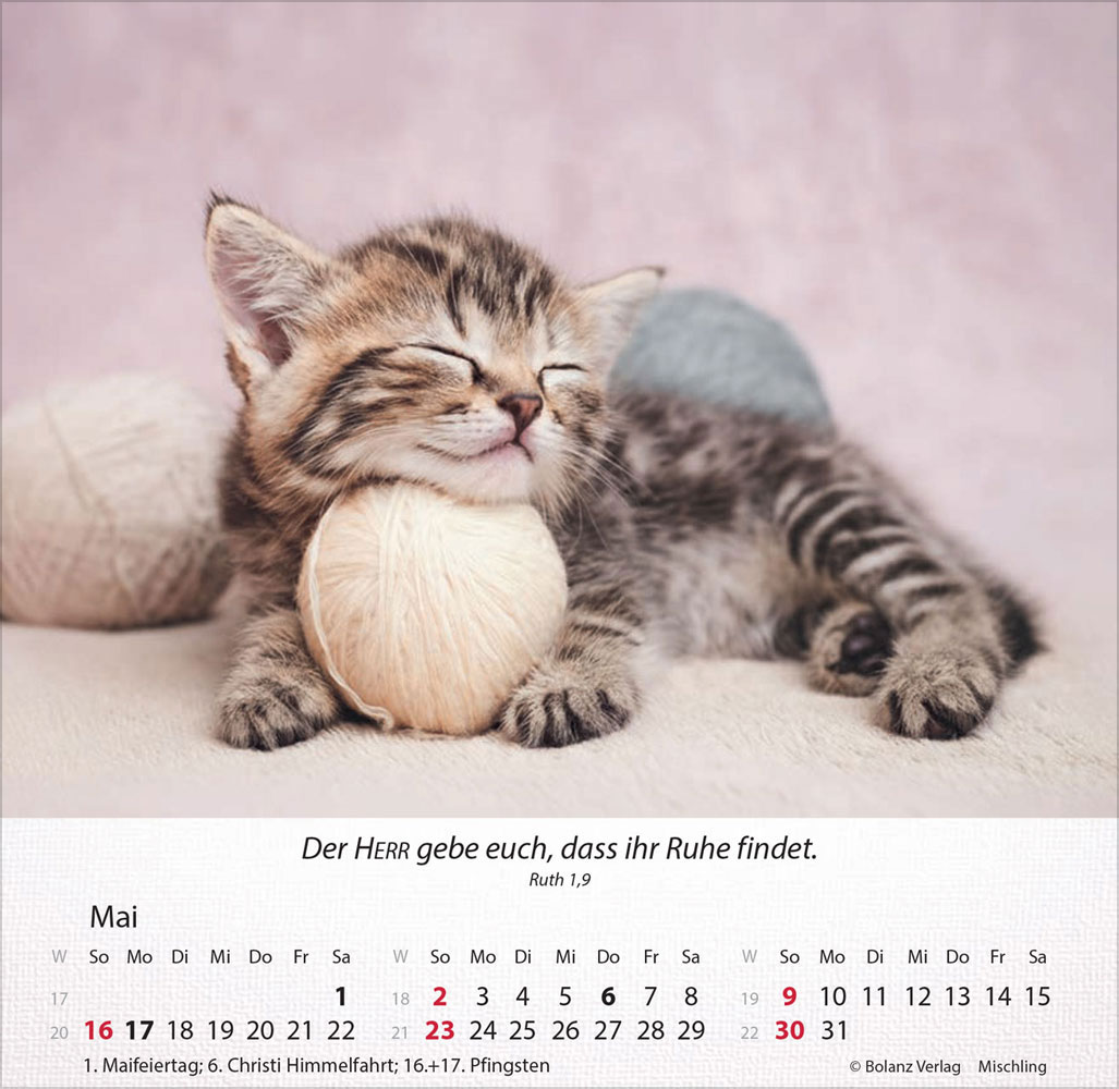 Katzen 2027 - Tischkalender