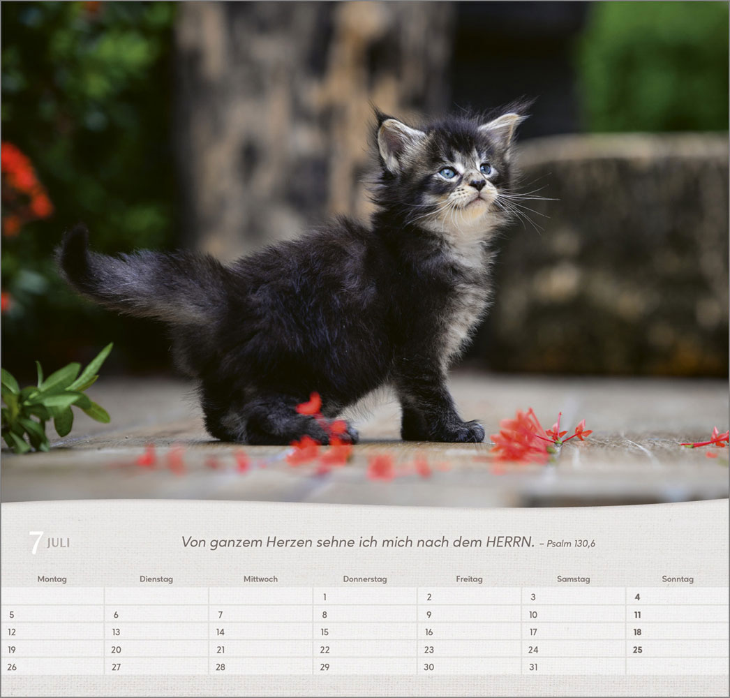 Katzen 2027 - Wandkalender