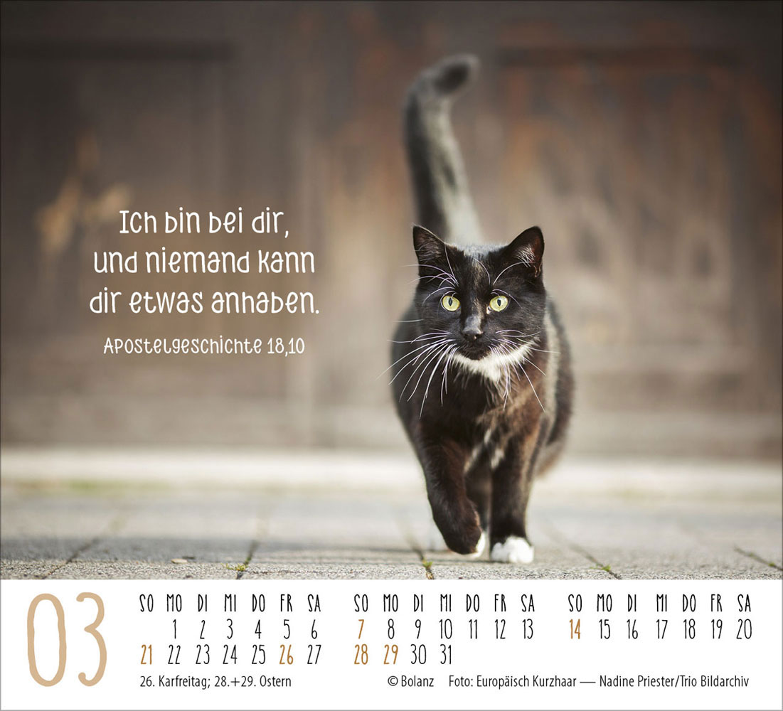 Katzen 2027 - Minikalender