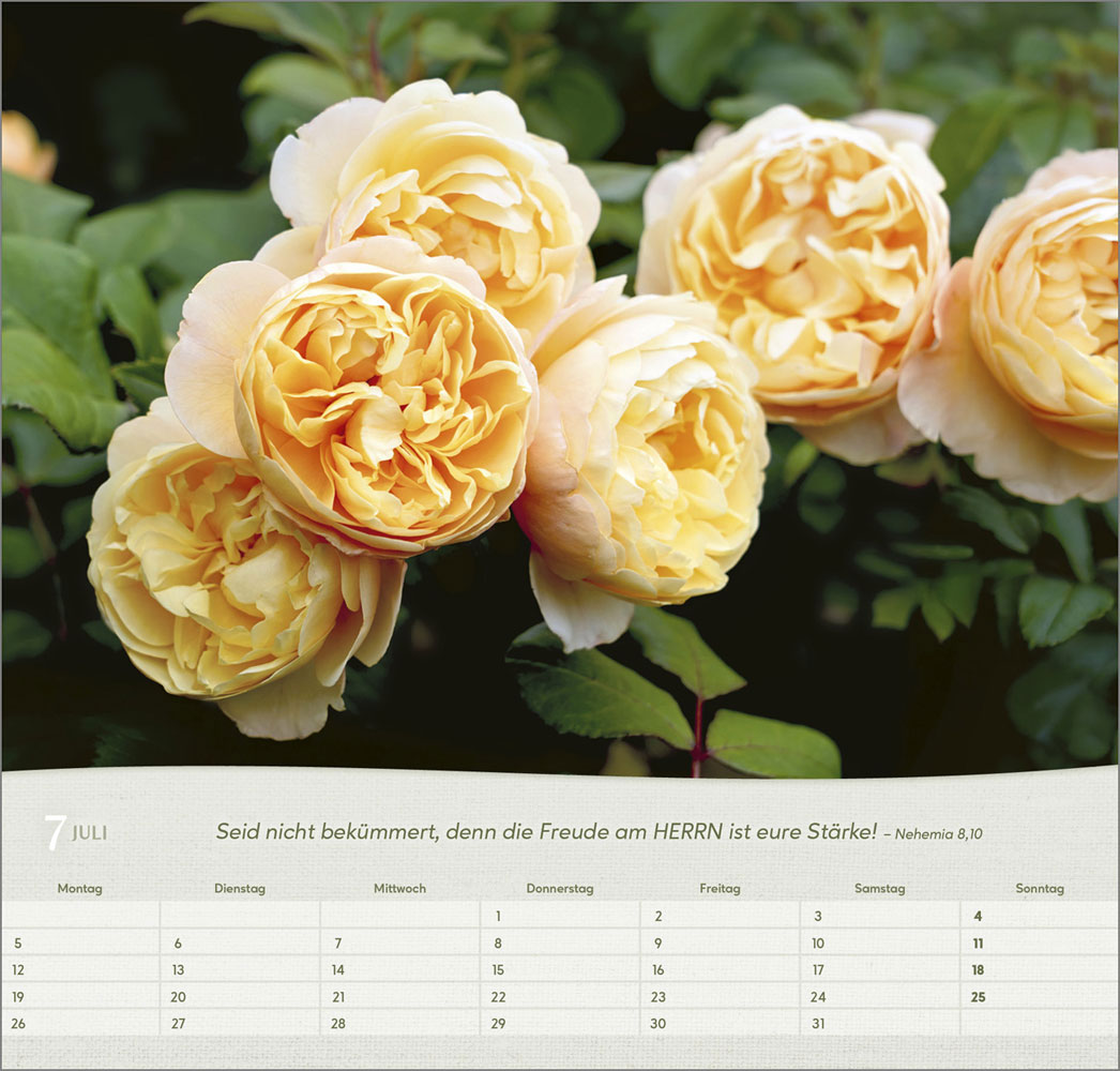 Rosen 2027 - Wandkalender