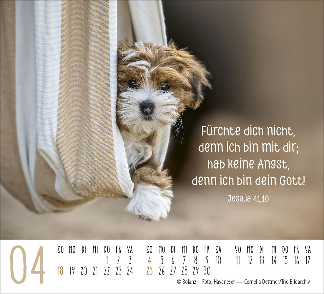 Hunde 2027 - Minikalender
