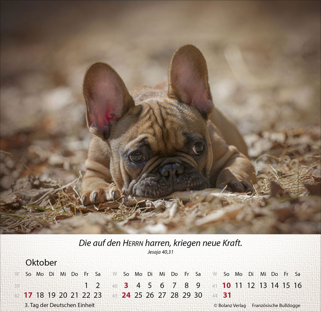 Hunde 2027 - Tischkalender