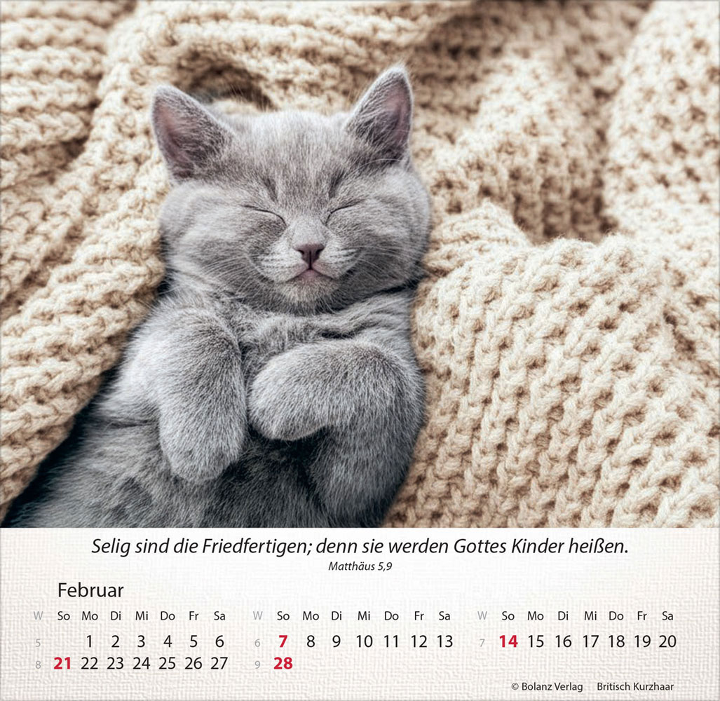 Katzen 2027 - Tischkalender